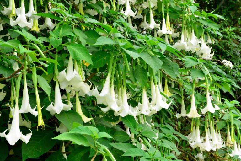 Welches sind die aromatischsten Blumen für einen Sinnesgarten?