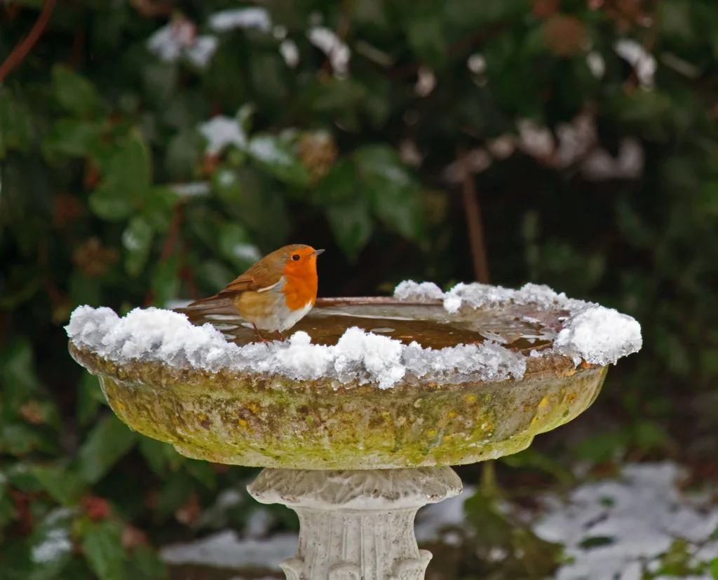 Ein Rotkehlchen trinkt aus einer Vogeltränke, die von Schnee umgeben ist.