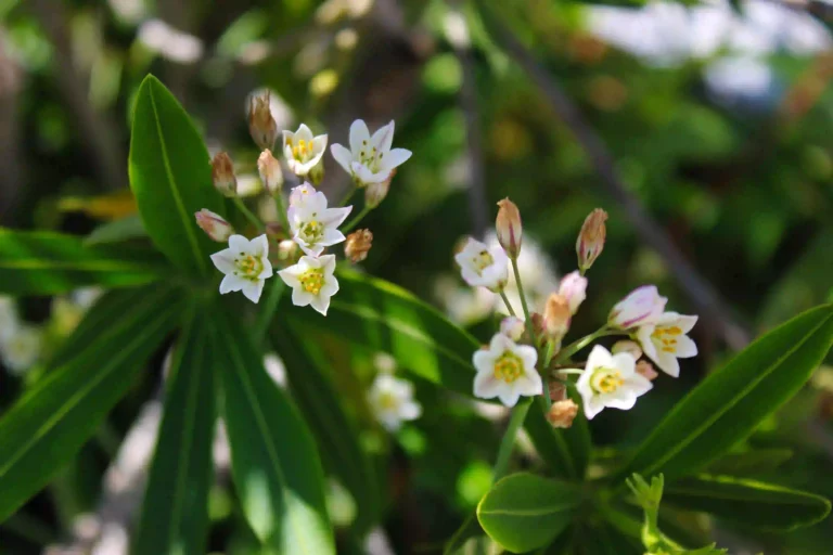 Arabischer Jasmin (Jasminum Sambac)