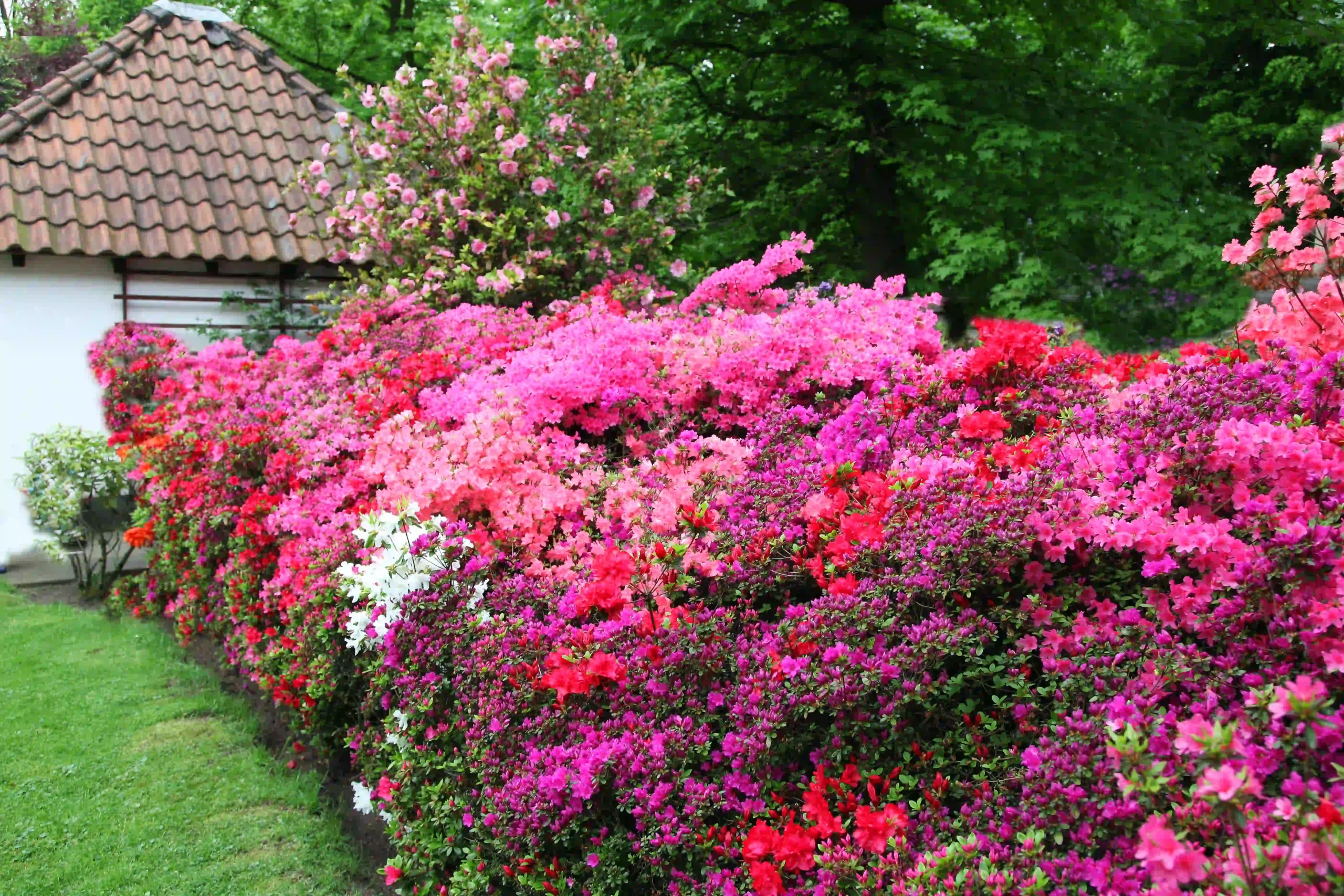 Prächtige Azaleen im Garten