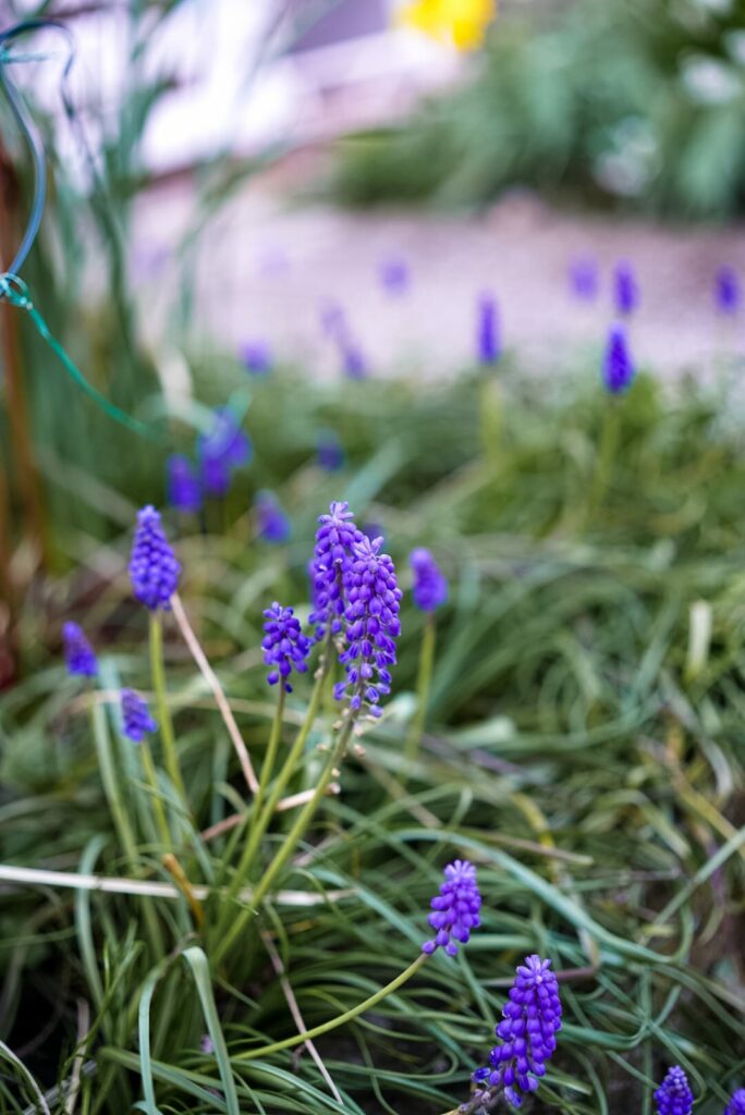 Armenische Traubenhyazinthe in Blüte im März