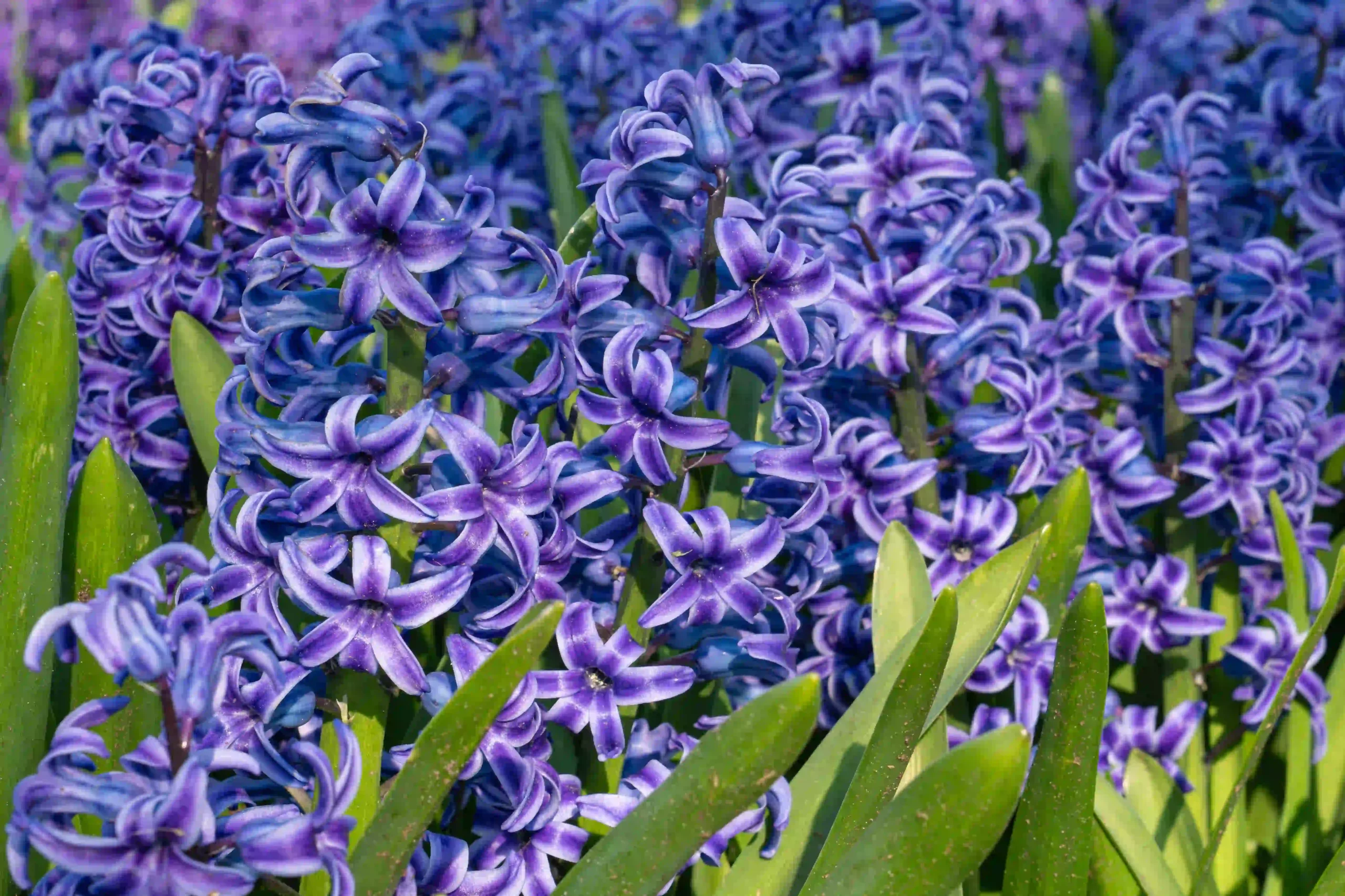 Gartenhyazinthe, hyacinthus-orientalis