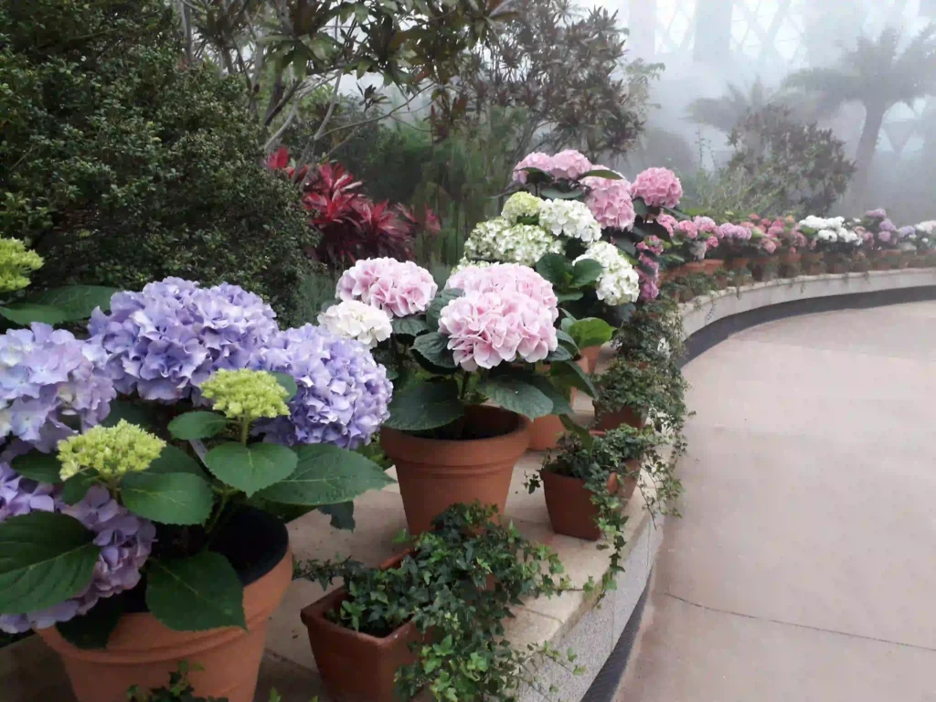 Verschiedene Hortensien im Blumentopf