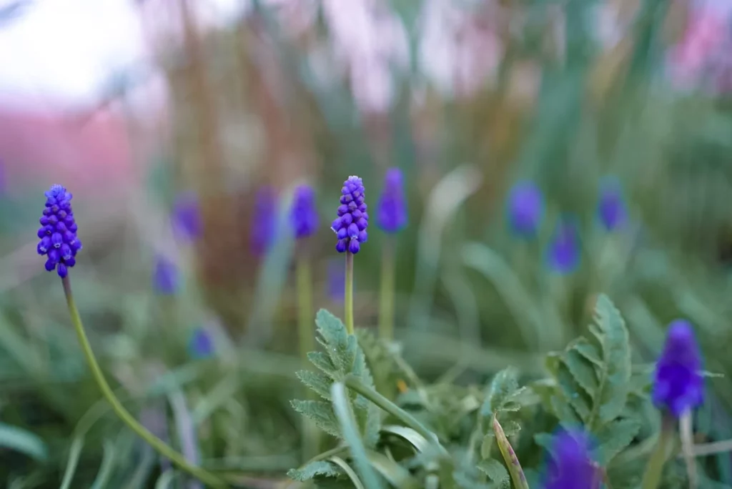 Muscari armeniacum | Armenische Traubenhyazinthe