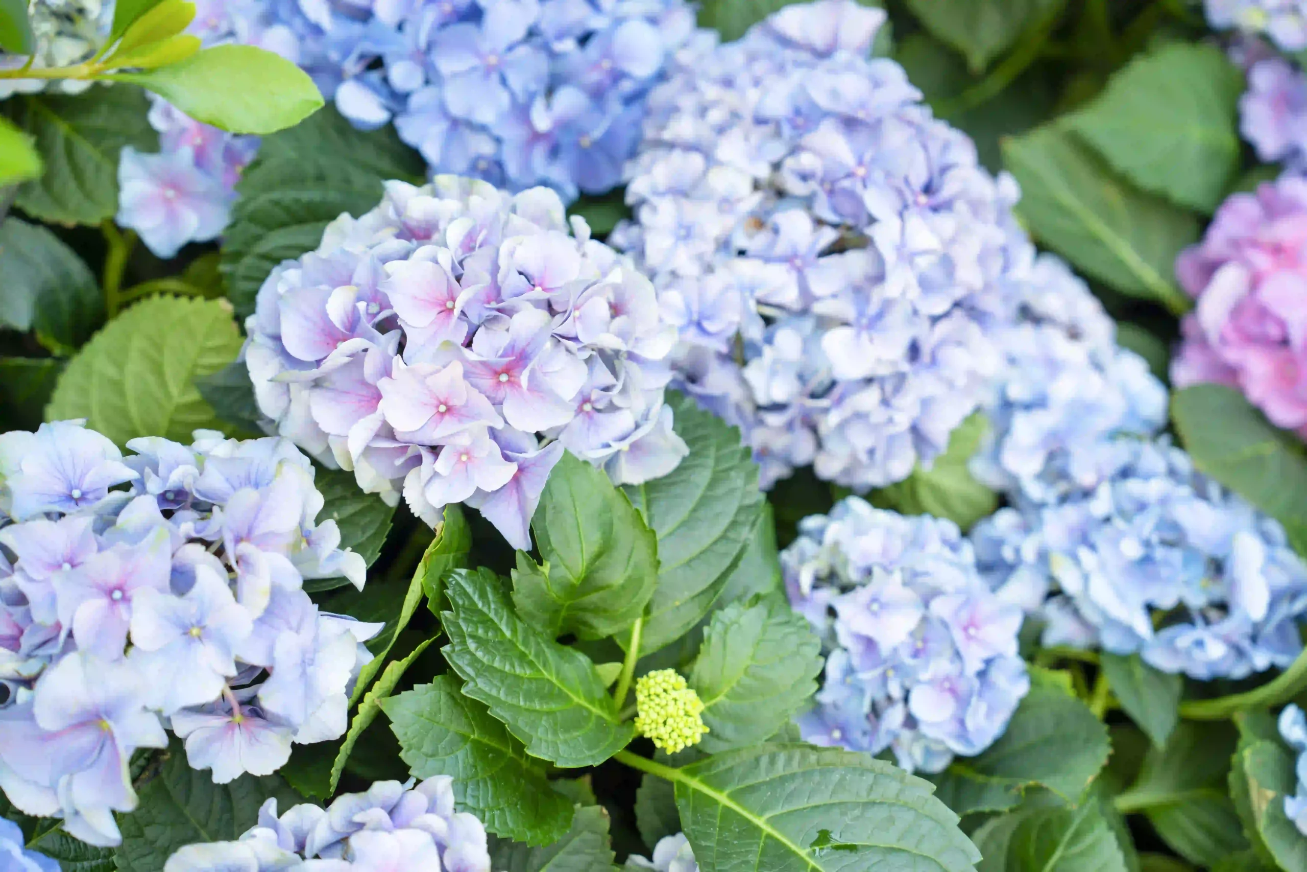 Nahaufnahme von Hydrangea-Blumenköpfen im Garten