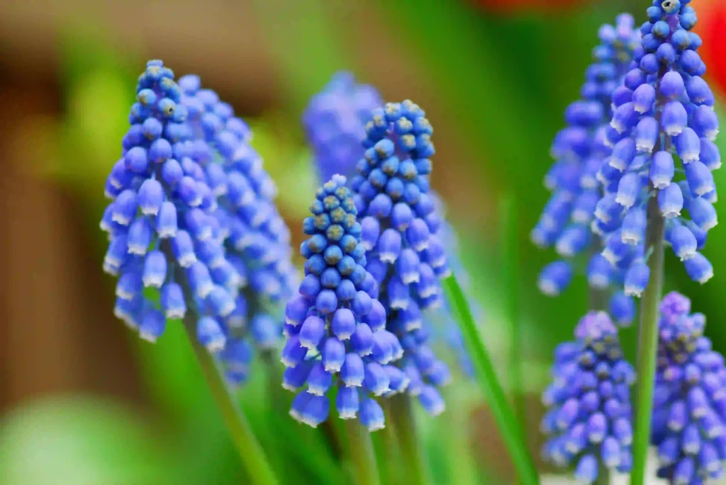 Traubenhyazinthe, Muscari-Armeniacum in Blüte