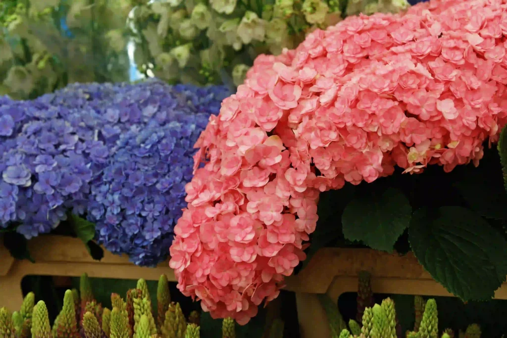 Blaue und Rosa Hortensien im Blumenkübel