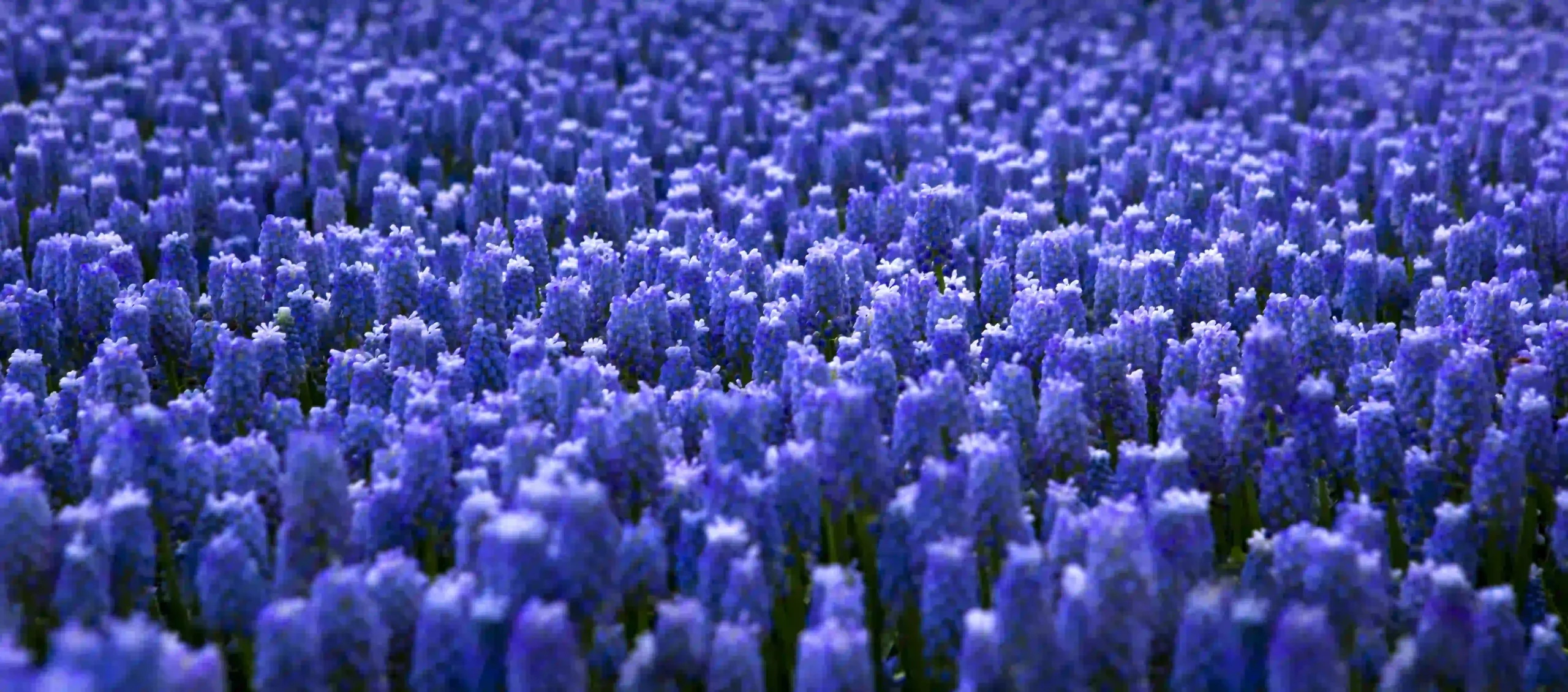 Armenische Traubenhyazinthe muscari-armeniacum