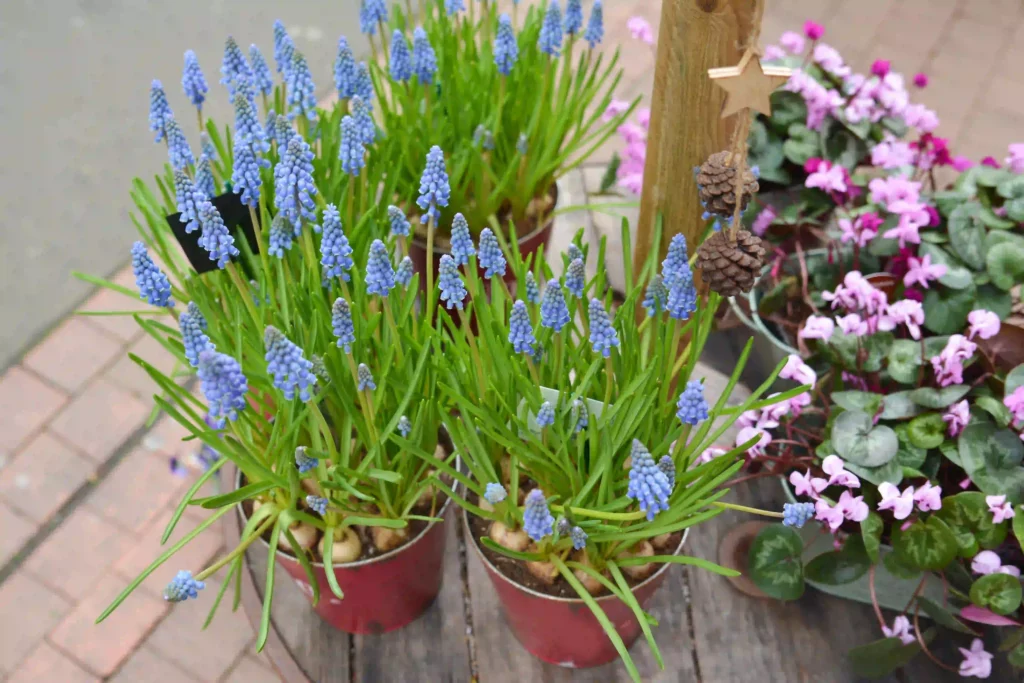 Muscari zarte lila Blüten