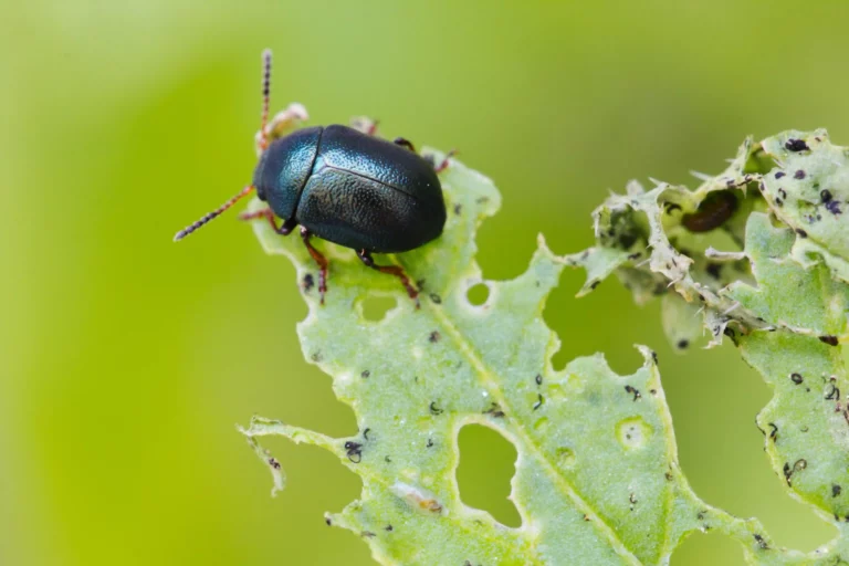 Häufige Gartenschädlinge und -krankheiten entdecken: Ein Leitfaden für die Gesunderhaltung deines Gartens