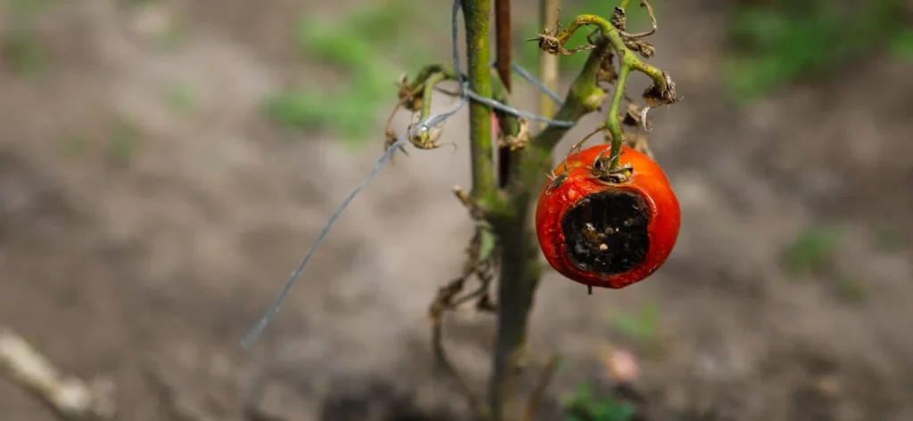 halb verfaulte Tomate, Braunfäule (Phytophthora infestans
)