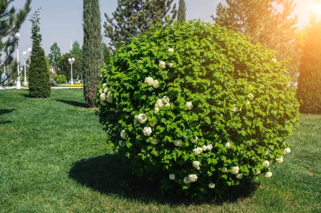 Ein in Kugelform gestutzter Strauch,  ein "gemeiner Schneeball", mit üppiger weißer Blüte inmitten einer grünen Rasenfläche.