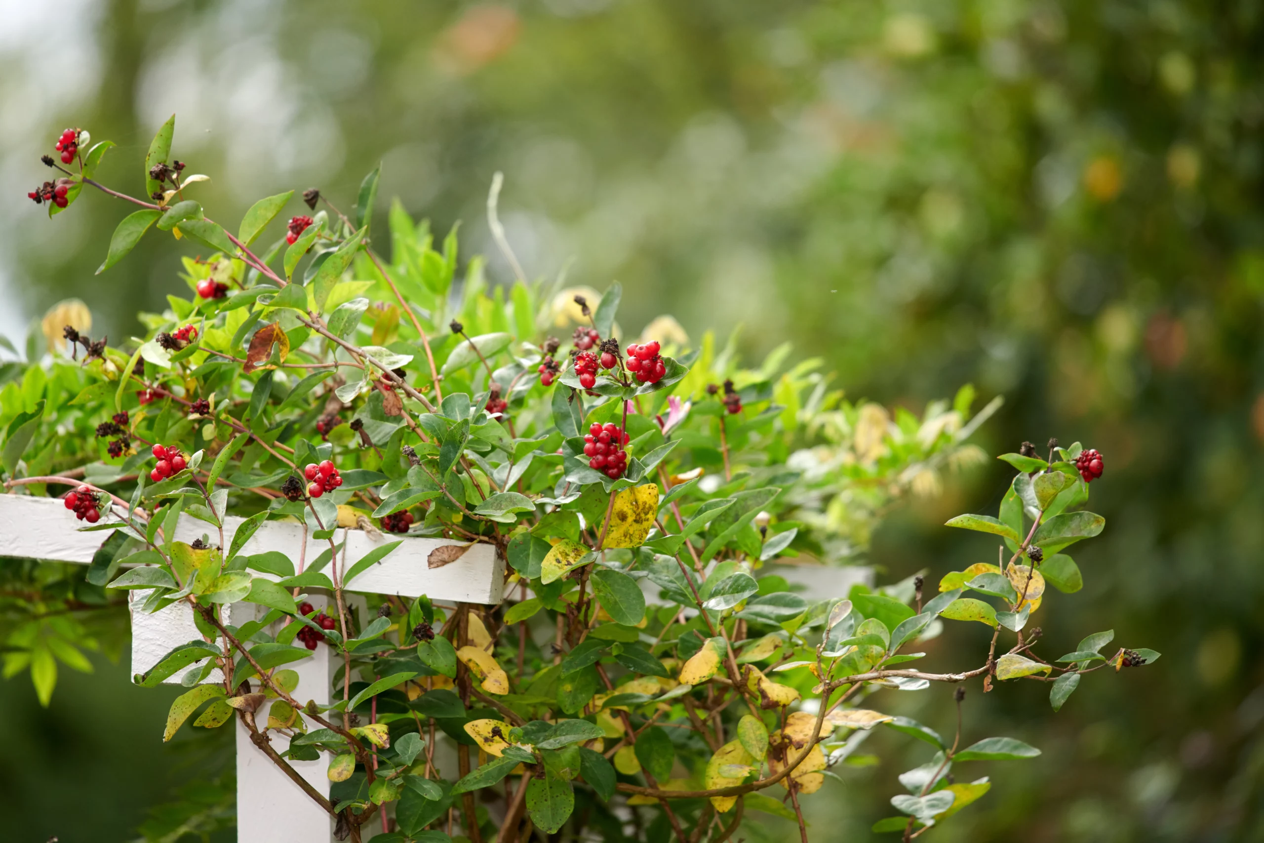 Rote, runde Beeren an einer üppig wachsenden Kletterpflanze, die sich an einem weißen Gartenzaun entlangwindet.