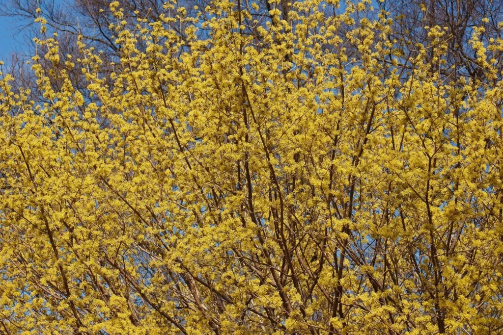 Nahaufnahme eines Kornelkirschenbaums, dessen Zweige dicht mit kleinen, leuchtend gelben Blüten bedeckt sind.