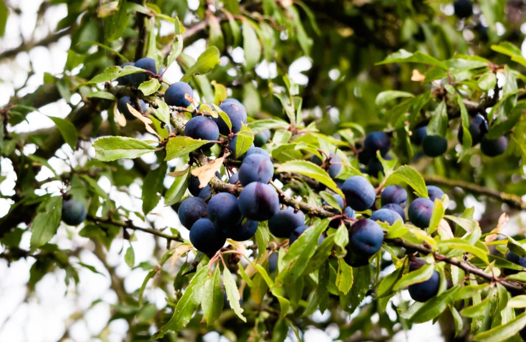 Herbstliche Szene: Reife Schlehenbeeren hängen an einem Zweig. Hecken für Bienen und Wildvögel.