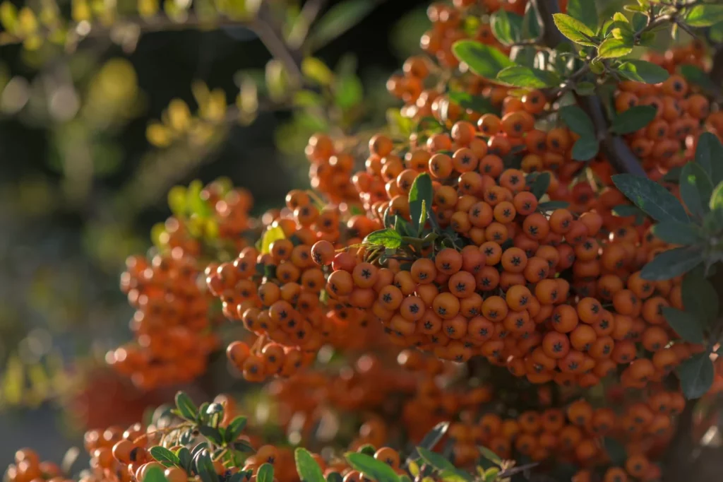 Ein dichter Cluster von leuchtend orangefarbenen Feuerdornbeeren, umgeben von glänzenden grünen Blättern.