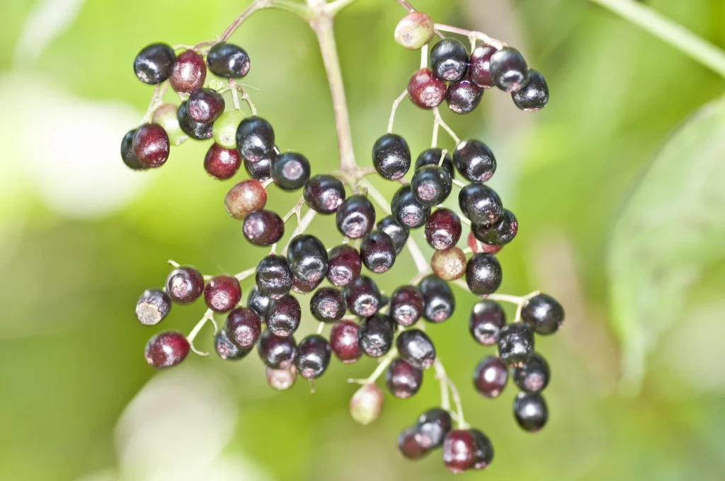 Eine Traube reifer, dunkelblauer Holunderbeeren an einem grünen Zweig.