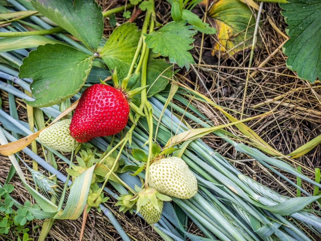 Erdbeerbusch mit reifen und unreifen Beeren