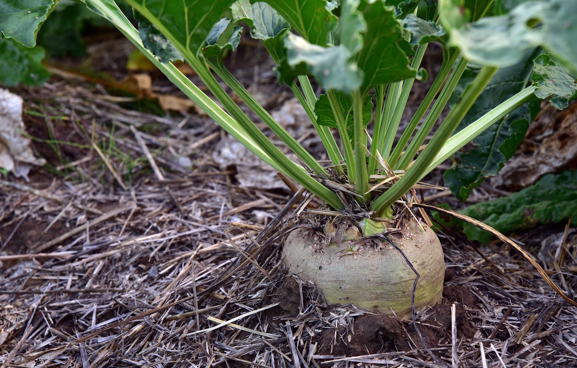 Zuckerrübe im Beet mit Stroh bedeckt