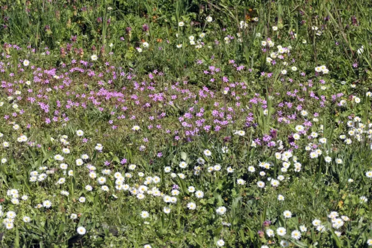 Blumenwiese für einheimische Insekten